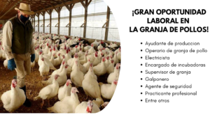 TRABAJOSENGRANJASDEPOLLOS